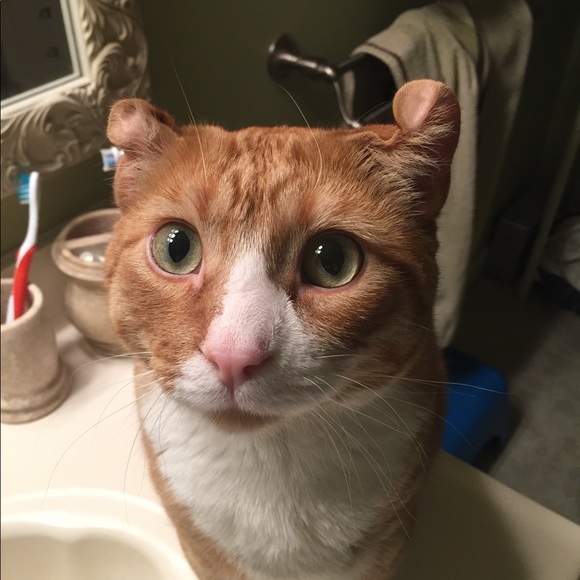 Meet your Posher, Shannon - Picture 3 of 11